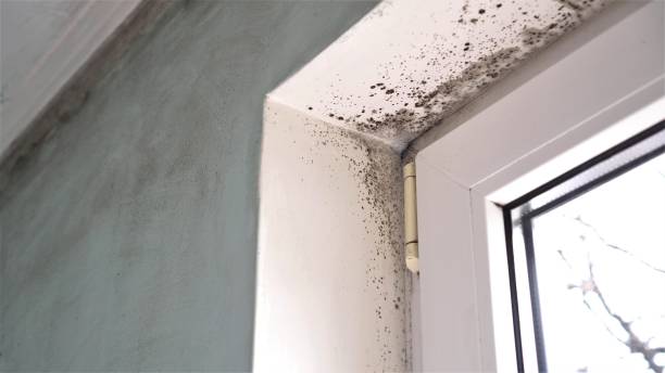 Best HVAC Mold Remediation in Munford, AL