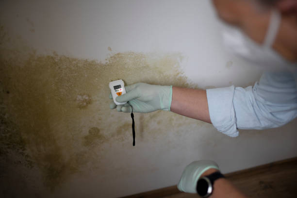 Best White Mold Remediation in Munford, AL