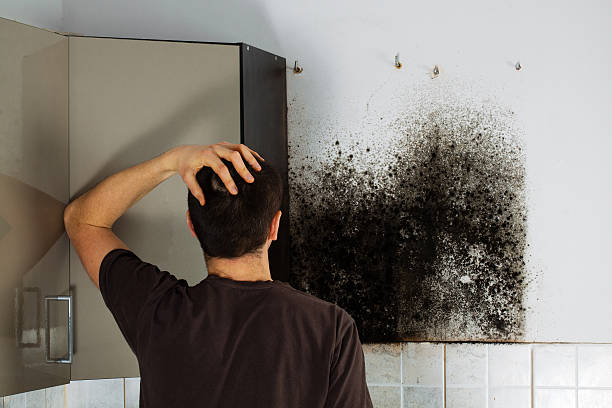 Best White Mold Remediation in Munford, AL