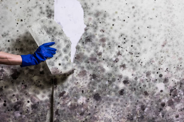 Best Attic Mold Remediation in Munford, AL